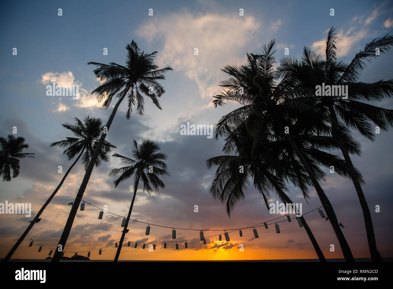 Tropical palm trees silhouetted against a dusk blue sky. Stock Photo