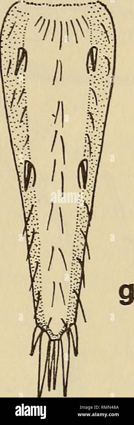 . Annals of the South African Museum = Annale van die Suid-Afrikaanse Museum. Natural history. Fig. 14. Processa sp. a. Peduncle of antennule. b. Tip of antennal scale, c. Chela of first right pereiopod. d. Dactyl and propodus of left first pereiopod. e. Antero-lateral portion of carapace. /. Pleuron, 5th abdominal segment, g. Telson. dactyl, but shallow notch at base of fixed finger. Latter longer than movable finger. Both chelae granulous. Smaller chela with fingers half to two-thirds length of palm. Latter cylindrical, six times longer than wide. Movable finger slightly balaeniceps-like. Me Stock Photo