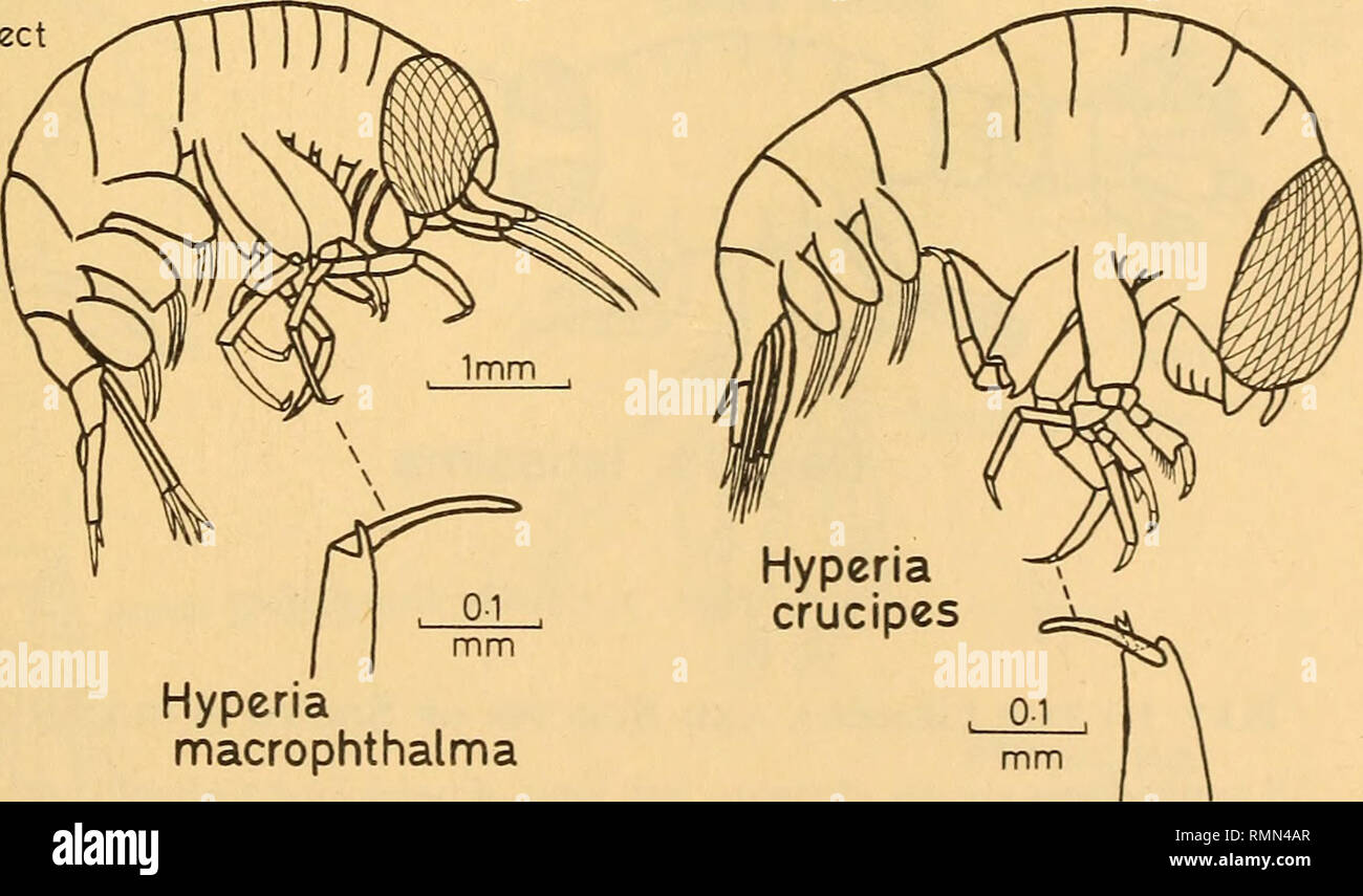 Hyperiidae High Resolution Stock Photography and Images - Alamy