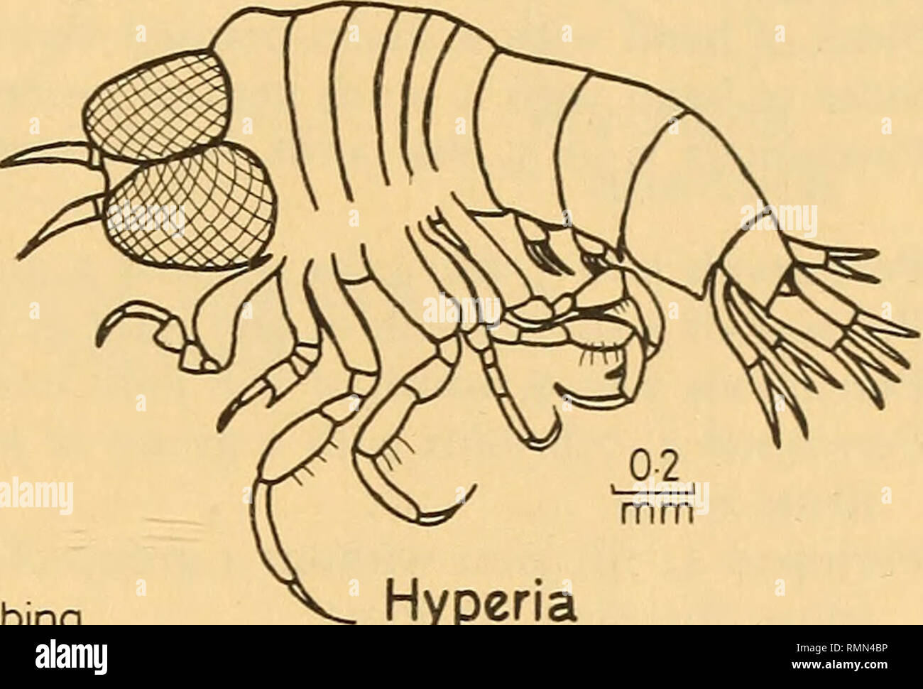 Annals of the South African Museum = Annale van die Suid-Afrikaanse Museum.  Natural history. gnpd. 2 - after Stebbing Hyperoche cryptodactylus. Hyperia  macrodactyla Hyperia schizogeneios prpd.A-j.6 &j.7 0-1 mm Hyperia  atlantica.