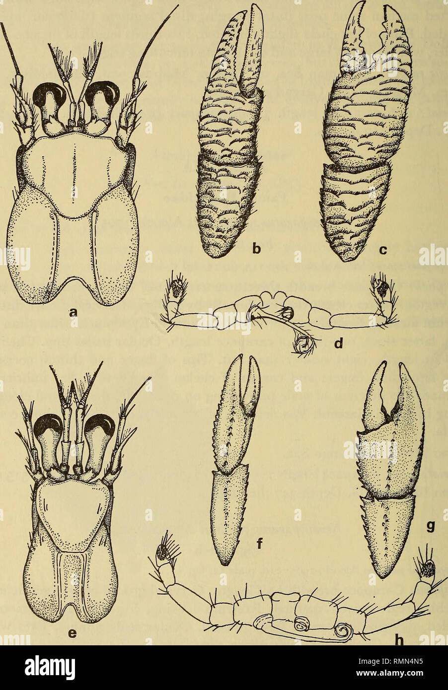 . Annals of the South African Museum = Annale van die Suid-Afrikaanse Museum. Natural history. 164 ANNALS OF THE SOUTH AFRICAN MUSEUM Material: i ^, carapace length 4-8 mm. Station BRU 390 S. Depth 138 metres. Remarks: Easily distinguished from the previous species by the pilose and spinous nature of the chelipeds.. Fig. 6. Nematopagurus squamickelis Alcock. a. Carapace, and anterior appendages, b. Left chela and carpus, c. Right chela and carpus. d. Sternum and 5th pair pereiopods, male. Nematopagurus gardineri Alcock. e. Carapace and anterior appendages. /. Left chela and carpus, g. Right ch Stock Photo