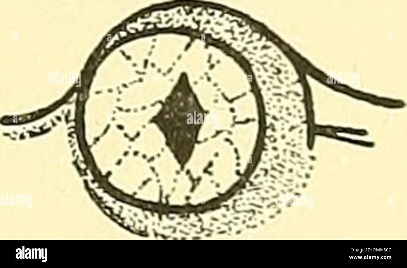 Breviceps sp hires stock photography and images Alamy