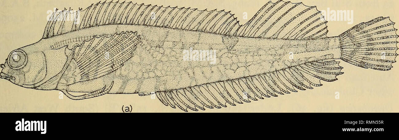 . Annals of the South African Museum = Annale van die Suid-Afrikaanse Museum. Natural history. THE SYSTEMATICS OF THE FISHES OF THE FAMILY CLINIDAE 89 irregularly trilobed. Upper jaw 28-5-34% head length, mouth small. Lips thin. Vomer toothed. Sensory pores of head mostly double, with multiple pores mainly in occipital series (fig. 37(b)). Lateral line of about 30-35 multiple pores in front to post-pectoral curve, then of short separate horizontal tubes with pore at either end (fig. 37(d)). Intromittent organ of male with moderate basal portion and slender tip ensheathed by large pair of lobed Stock Photo