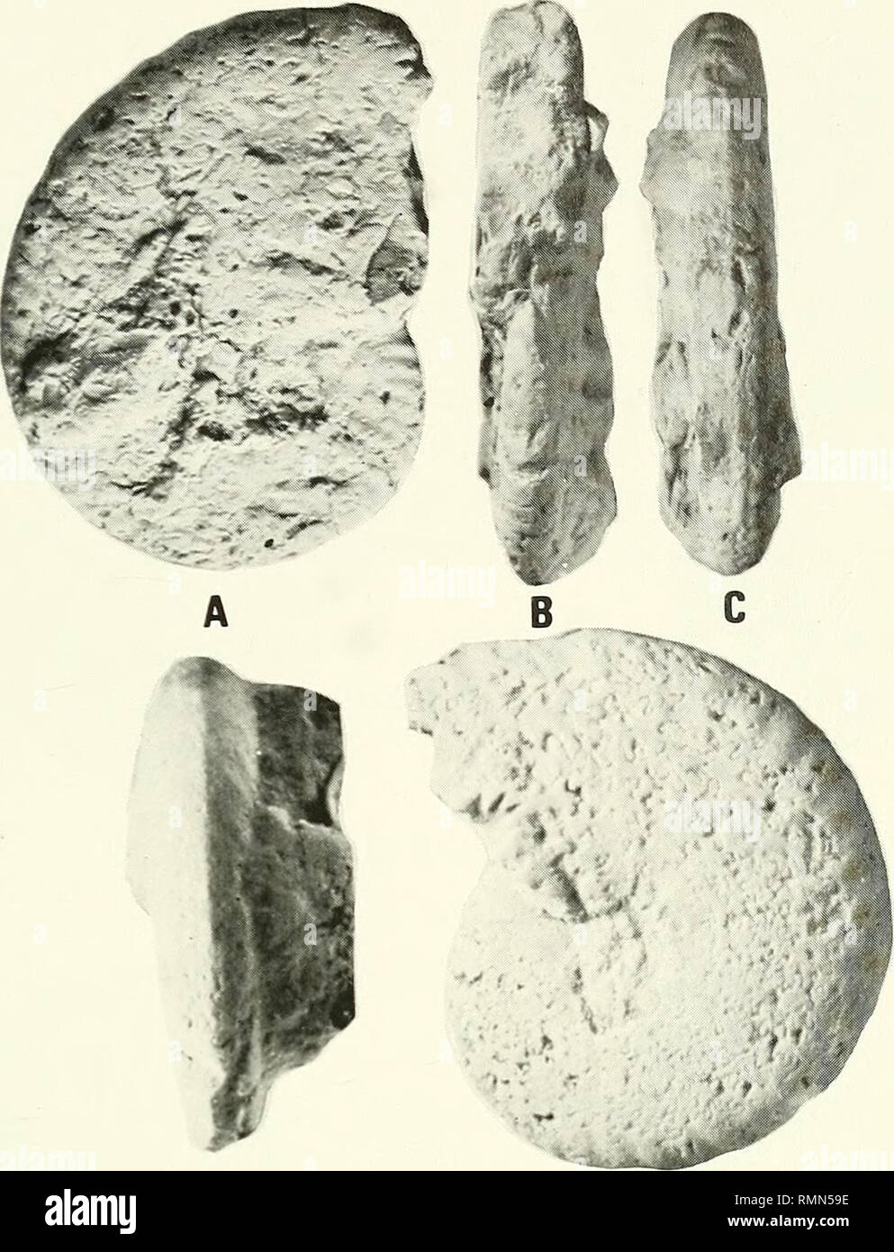 . Annals of the South African Museum = Annale van die Suid-Afrikaanse Museum. Natural history. UPPERMOST ALBIAN AMMONITES FROM THE ANGOLAN LITTORAL 247. Fig. 44. Neophylicticeras {Paradolphia) prisca (Casey). A-C. Holotype, Norwich Castle Museum 61.18(1679). D-E. Paratype, Sedgwick Museum, Cambridge, B93303. Both from the Cambridge Greensand, Cambridge. A-C xl, D-E x2. coceras is virtually indistinguishable from certain species of Stoliczkaia, from which it is obviously descended. Little more can be said until topotype material is studied, but it may prove more satisfactory to regard it as a s Stock Photo