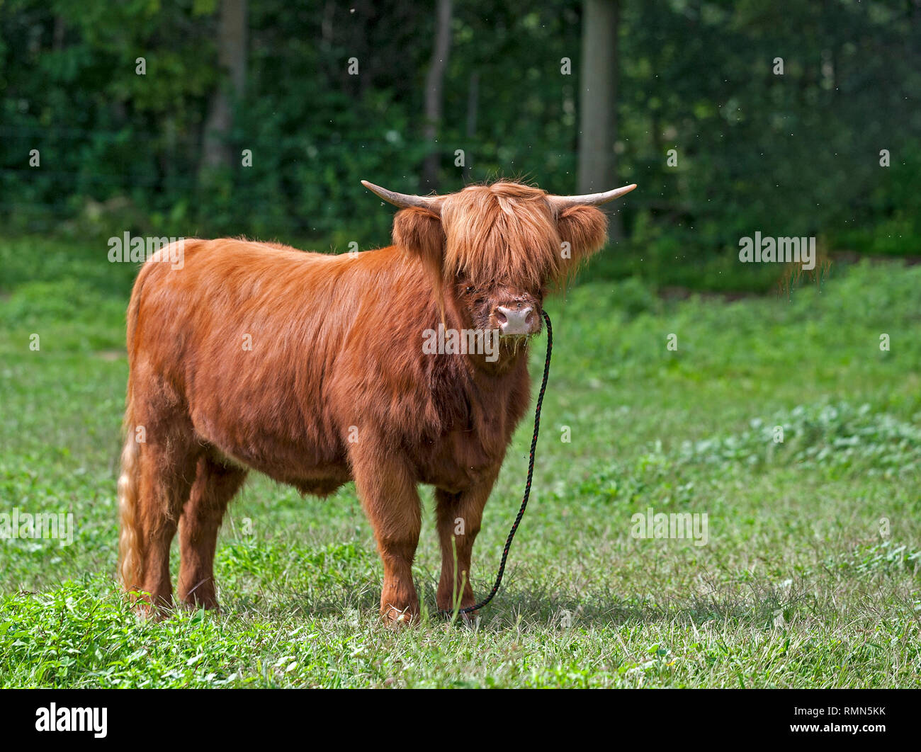 Scottish Highland Cow stares at the camera. Stock Photo