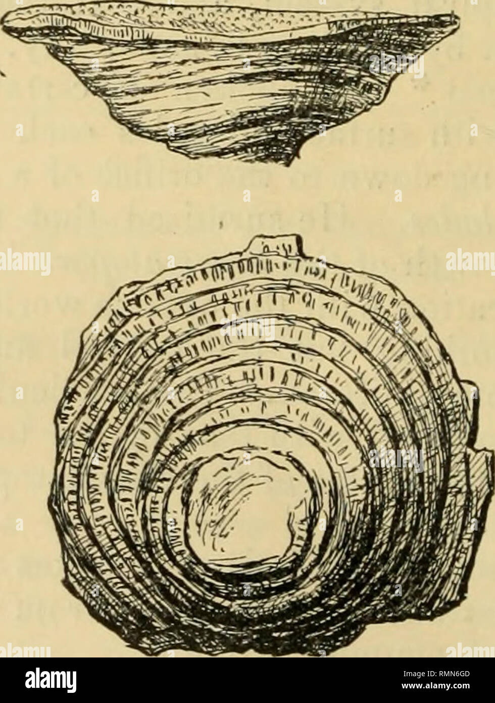 . The Annals and magazine of natural history; zoology, botany, and geology. Natural history; Zoology; Botany; Geology. Orbitolites complanata, Lamarck, showing central and circumambient chamber and succeeding spirals divided into segments. X 35. (From Carpenter, ' Challenger ' Report on Orbitolites, pi. vi. fig. 2.) Fiff. 2.. Lahechia conferta. Silurian, Gothland. Young specimens : side view and view of under surface; spiral growth indicated. Natural size. The extension in the horizontal plane partly takes place by the formation of a central chamber in the course of some particular coil, but m Stock Photo