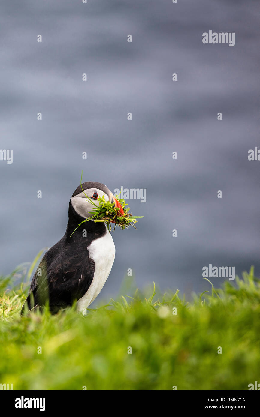 Fratercula arctica with grass in the beak in Faroe island Stock Photo