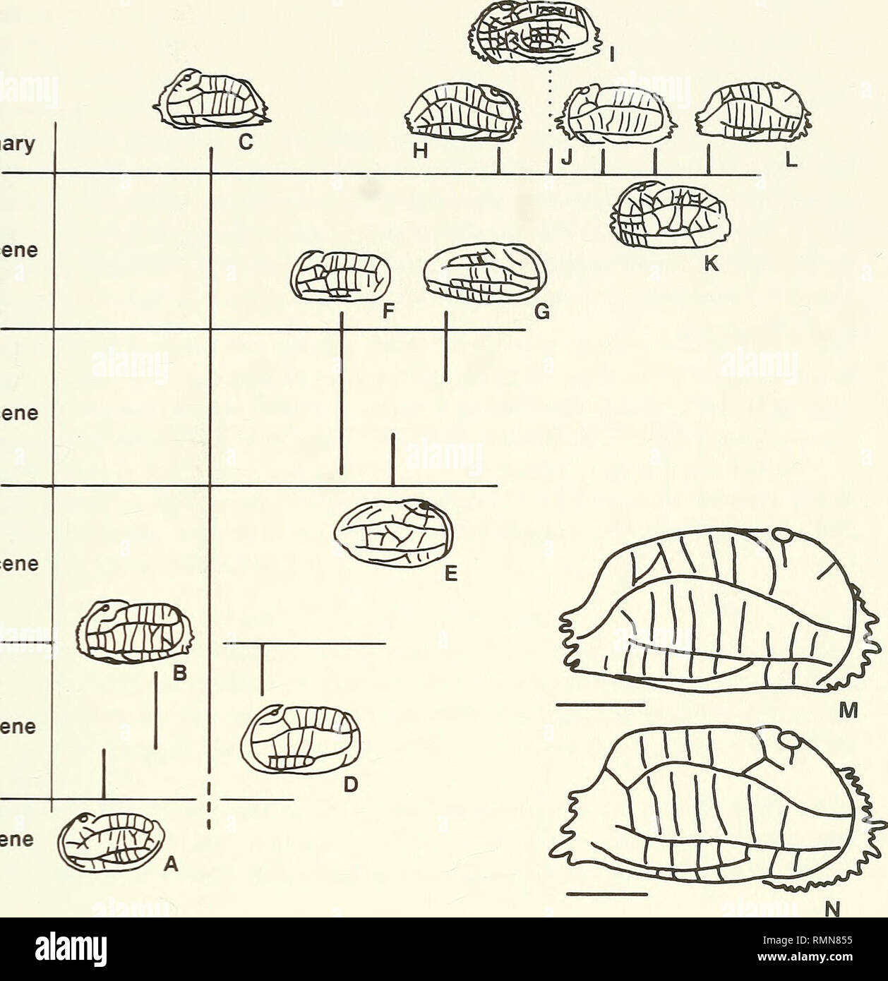 . Annals of the South African Museum = Annale van die Suid-Afrikaanse Museum. Natural history. QUATERNARY OSTRACODS FROM SOUTH-WESTERN AFRICA 31 Quaternary Pliocene Miocene Oligocene Eocene Palaeocene. Fig. 19. Stratigraphic distribution of the genus Chrysocythere in west and south-western Africa, based on references cited in the text. A. ?Chrysocythere dahomeyi (Apostolescu, 1961). B. Chrysocythere sp. A096 Frewin, 1987. C. C. craticula (Brady, 1880). D. Chrysocythere sp. (Dingle, 1976). E. C. hexa- striata van den Bold, 1966. ¥. C. cataphracta Ruggieri, 1962. G. C. foveostriata (Brady, 1870) Stock Photo