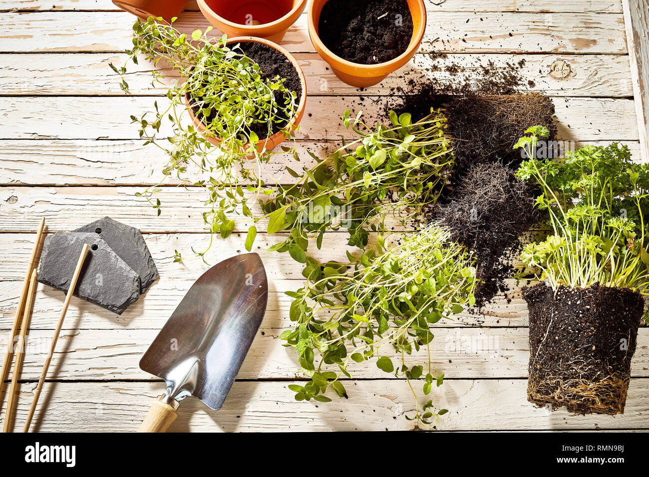 Gardening theme of transplanting flowers from pots using tools Stock