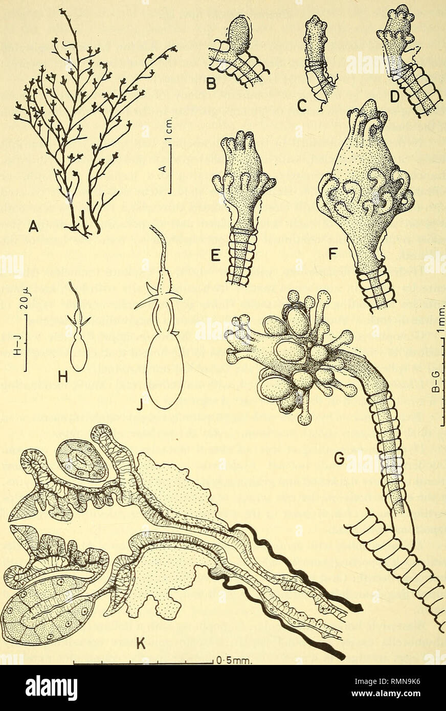 . Annals of the South African Museum = Annale van die Suid-Afrikaanse Museum. Natural history. 442 ANNALS OF THE SOUTH AFRICAN MUSEUM. Fig. 3. Bicorona elegans n. sp. A. Two complete stems from, the holotype. B-G. Stages in the development of the hydranth (B-F from A 139, G a mature hydranth from the holotype). H and J. Small, and large, stenotele from A 116. K. l.s. hydranth wdth female gonophores from L 44.. Please note that these images are extracted from scanned page images that may have been digitally enhanced for readability - coloration and appearance of these illustrations may not perf Stock Photo