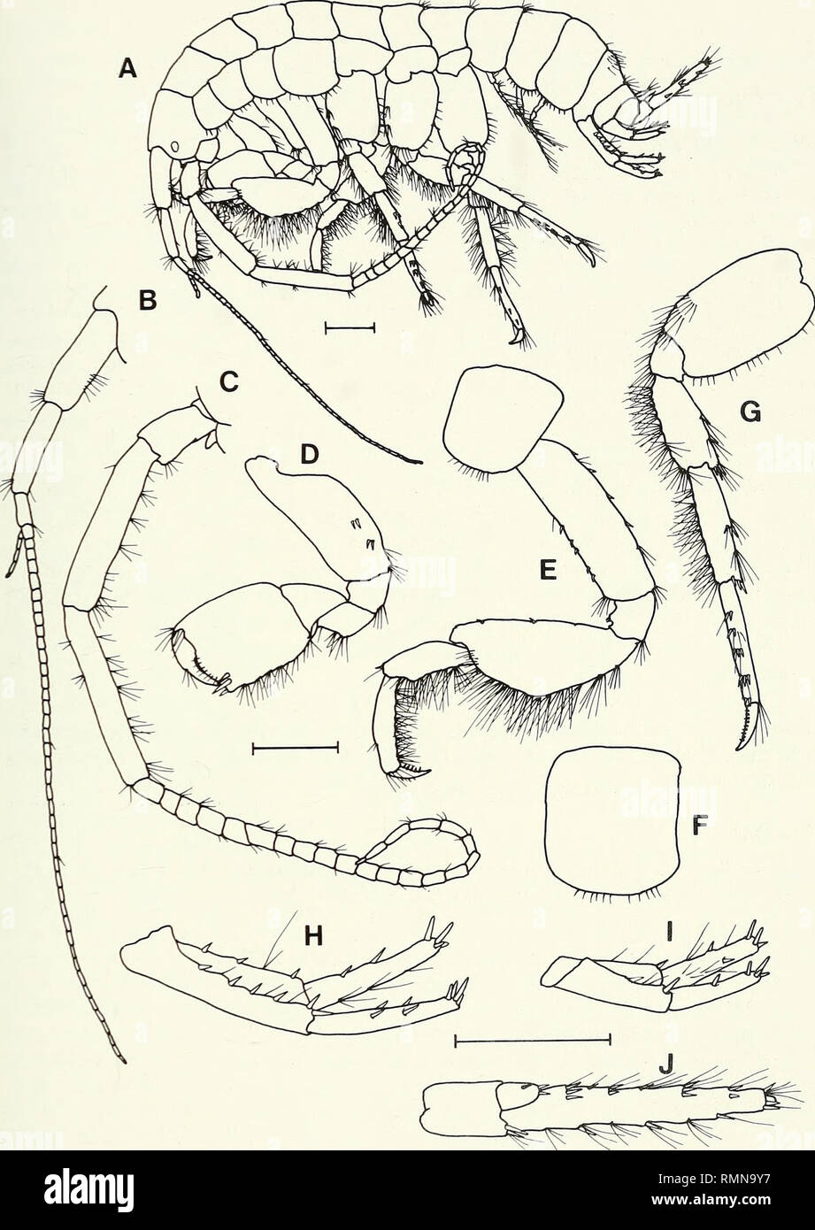 . Annals of the South African Museum = Annale van die Suid-Afrikaanse Museum. Natural history. REVISION OF THE AMPHIPOD FAMILY PARAMELITIDAE 237. Fig. 24. Paramelita platypus, SAM-A40020, holotype, male, 12.8 mm. A. Lateral aspect. B. Antenna 1. C. Antenna 2. D. Gnathopod 2, right side, medial view. E. Pereopod 3. F. Coxa 4. G. Pereopod 6. H. Uropod 1. I. Uropod 2. J. Uropod 3. Scale lines represent 1 mm.. Please note that these images are extracted from scanned page images that may have been digitally enhanced for readability - coloration and appearance of these illustrations may not perfectl Stock Photo