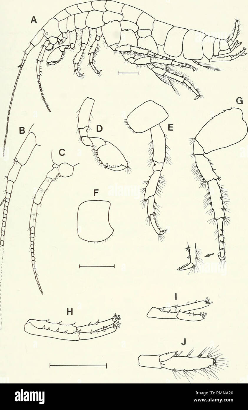 . Annals of the South African Museum = Annale van die Suid-Afrikaanse Museum. Natural history. REVISION OF THE AMPHIPOD FAMILY PARAMELITIDAE 231. Fig. 21. Paramelita parva, SAM-A40226, holotype, male, 8.7 mm. A. Lateral aspect. B. Antenna 1. C. Antenna 2. D. Gnathopod 2, medial view. E. Pereopod 3. F. Coxa 4. G. Pereopod 6. H. Uropod 1. I. Uropod 2. J. Uropod 3. Scale lines represent 1 mm.. Please note that these images are extracted from scanned page images that may have been digitally enhanced for readability - coloration and appearance of these illustrations may not perfectly resemble the o Stock Photo