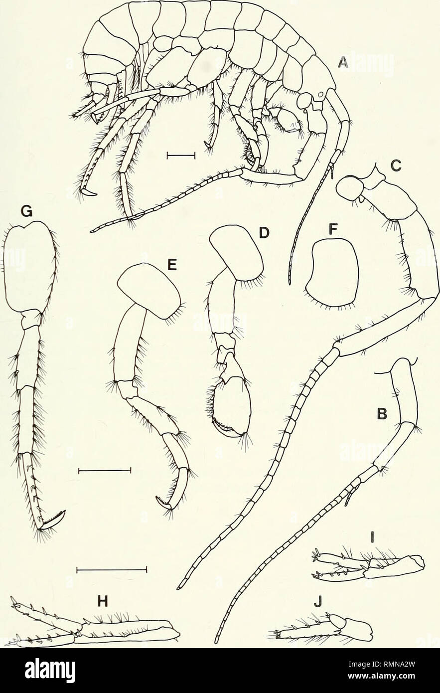 . Annals of the South African Museum = Annale van die Suid-Afrikaanse Museum. Natural history. REVISION OF THE AMPHIPOD FAMILY PARAMELITIDAE 229. Fig. 20. Paramelita odontophora, SAM-A40241, paratype, male, 11.1 mm. A. Lateral aspect. B. Antenna 1. C. Antenna 2. D. Gnathopod 2. E. Pereopod 3. F. Coxa 4. G. Pereopod 6. H. Uropod 1. I. Uropod 2. J. Uropod 3. Scale lines represent 1 mm.. Please note that these images are extracted from scanned page images that may have been digitally enhanced for readability - coloration and appearance of these illustrations may not perfectly resemble the origina Stock Photo