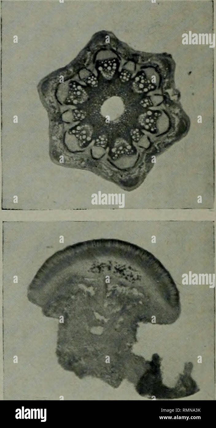 . Annals of the Andersonian Naturalists' Society. . From Photns h,i Fig. 4. Fig. .5. Fig. 2. Cliara fiagilis. Fig. 3. Stem of clematis. Fig. 4. ,, Fig. .5. Stereocaulon coralloides.. Please note that these images are extracted from scanned page images that may have been digitally enhanced for readability - coloration and appearance of these illustrations may not perfectly resemble the original work.. Andersonian Naturalists' Society. Glasgow Stock Photo