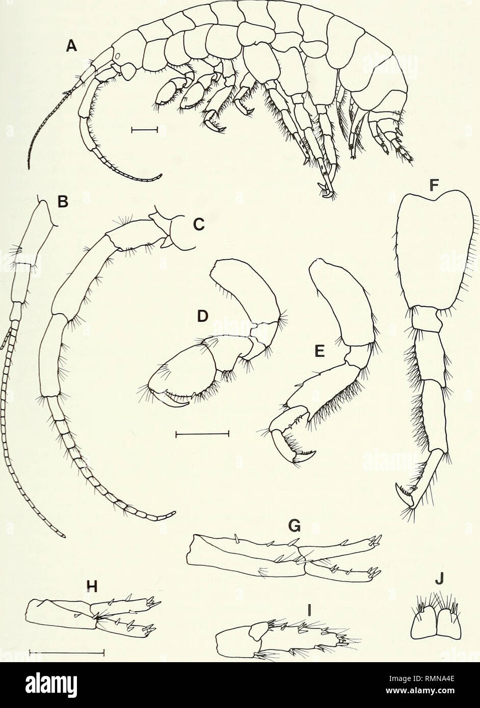 . Annals of the South African Museum = Annale van die Suid-Afrikaanse Museum. Natural history. REVISION OF THE AMPHIPOD FAMILY PARAMELITIDAE 225. Fig. 18. Paramelita magnicomis, SAM-A4(X)09, holotype, male, 15.0 mm. A. Lateral aspect. B. Antenna 1. C. Antenna 2. D. Gnathopod 2. E. Pereopod 3. F. Pereopod 7. G. Uropod 1. H. Uropod 2. I. Uropod 3. J. Telson. Scale lines represent 1 mm.. Please note that these images are extracted from scanned page images that may have been digitally enhanced for readability - coloration and appearance of these illustrations may not perfectly resemble the origina Stock Photo