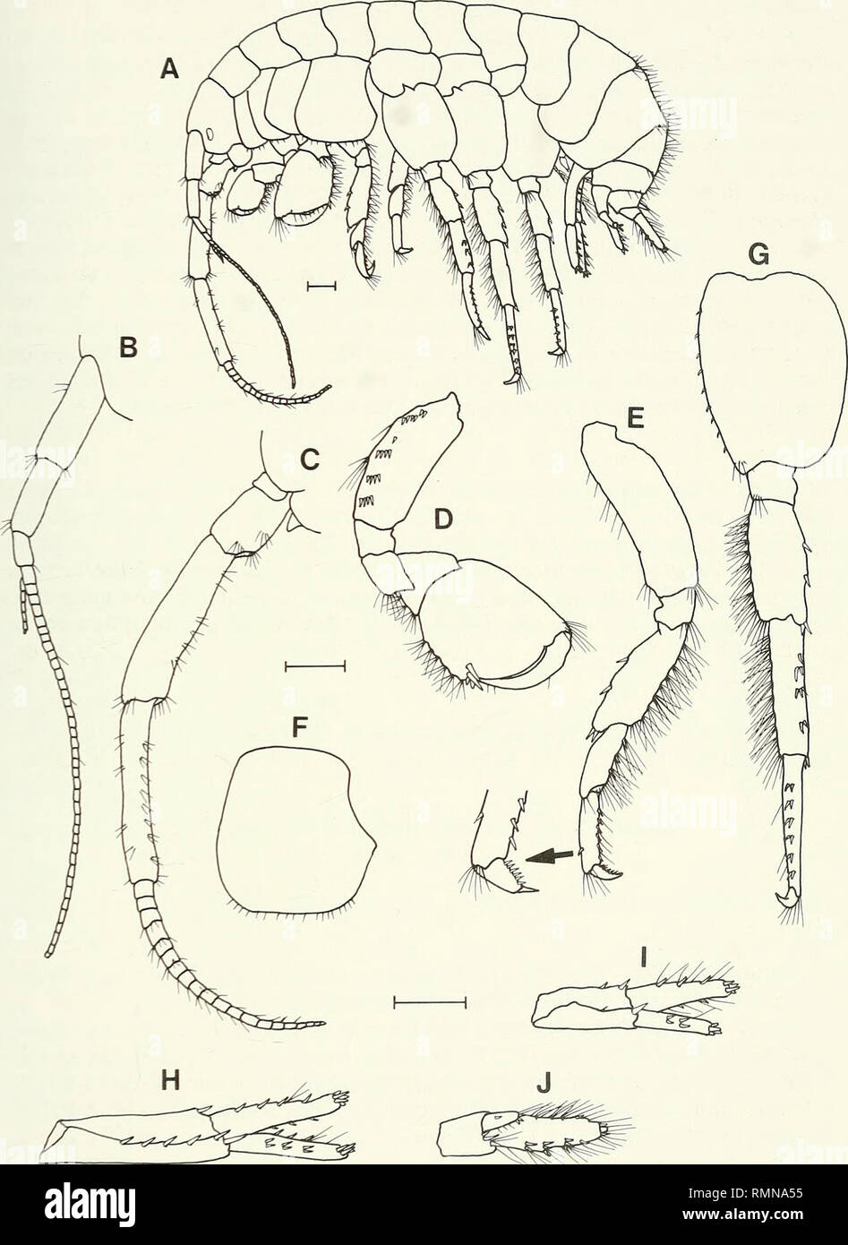 . Annals of the South African Museum = Annale van die Suid-Afrikaanse Museum. Natural history. REVISION OF THE AMPHIPOD FAMILY PARAMELITIDAE 223. Fig. 17. Paramelita magna, SAM-A40208, holotype, male, 22.3 mm. A. Lateral aspect. B. Antenna 1. C. Antenna 2. D. Gnathopod 2, medial view. E. Pereopod 3. F. Coxa 4. G. Pereopod 6. H. Uropod 1. I. Uropod 2. J. Uropod 3. Scale lines represent 1 mm.. Please note that these images are extracted from scanned page images that may have been digitally enhanced for readability - coloration and appearance of these illustrations may not perfectly resemble the  Stock Photo