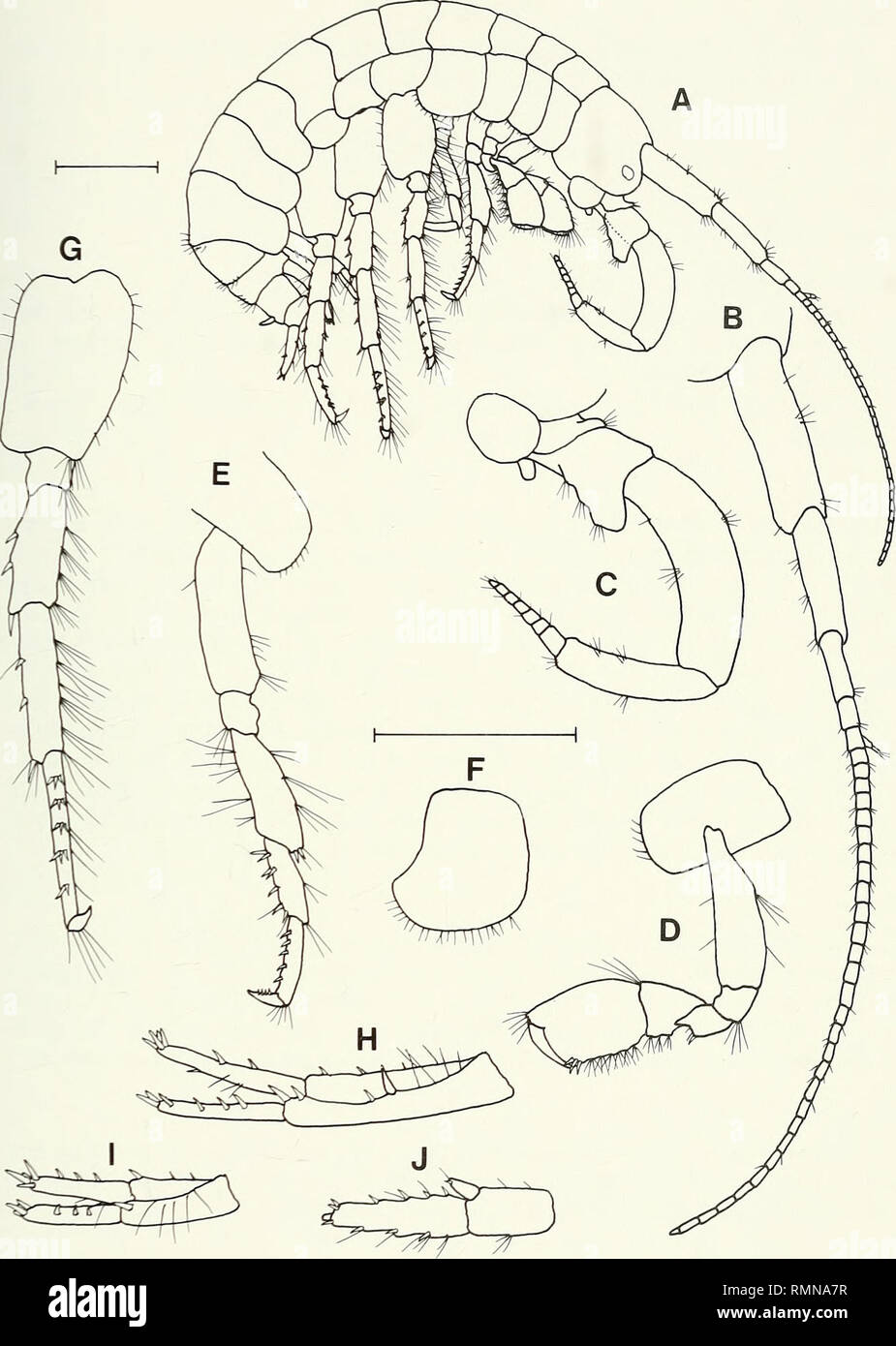 . Annals of the South African Museum = Annale van die Suid-Afrikaanse Museum. Natural history. REVISION OF THE AMPHIPOD FAMILY PARAMELITIDAE 217. Fig. 14. Paramelitaflexa, SAM-A40782, male, 7.9 mm. A. Lateral aspect. B. Antenna 1. C. Antenna 2. D. Gnathopod 2. E. Pereopod 3. F. Coxa 4. G. Pereopod 6. H. Uropod 1. I. Uropod 2. J. Uropod 3. Scale lines represent 1 mm.. Please note that these images are extracted from scanned page images that may have been digitally enhanced for readability - coloration and appearance of these illustrations may not perfectly resemble the original work.. South Afr Stock Photo