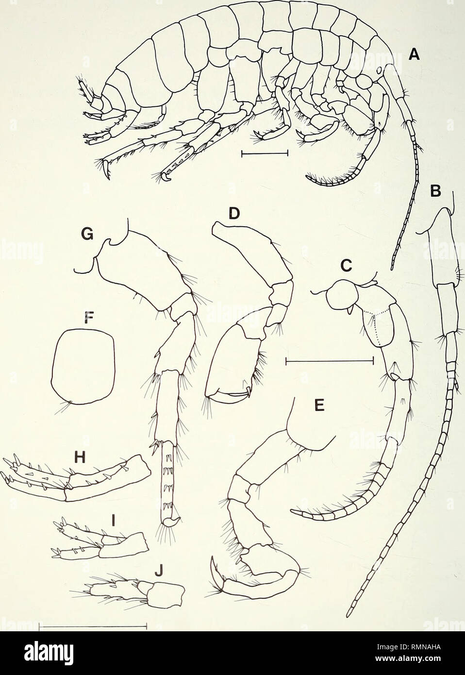 . Annals of the South African Museum = Annale van die Suid-Afrikaanse Museum. Natural history. 196 ANNALS OF THE SOUTH AFRICAN MUSEUM. Fig. 4. Aquadulcaris auriculana, SAM-A2599, syntype, male, 6.7 mm. A. Lateral aspect. B. Antenna 1. C. Antenna 2. D. Gnathopod 2, medial view. E. Pereopod 3. F. Coxa 4. G. Pereopod 6. H. Uropod 1. L Uropod 2. J. Uropod 3. Scale lines represent 1 mm.. Please note that these images are extracted from scanned page images that may have been digitally enhanced for readability - coloration and appearance of these illustrations may not perfectly resemble the original  Stock Photo