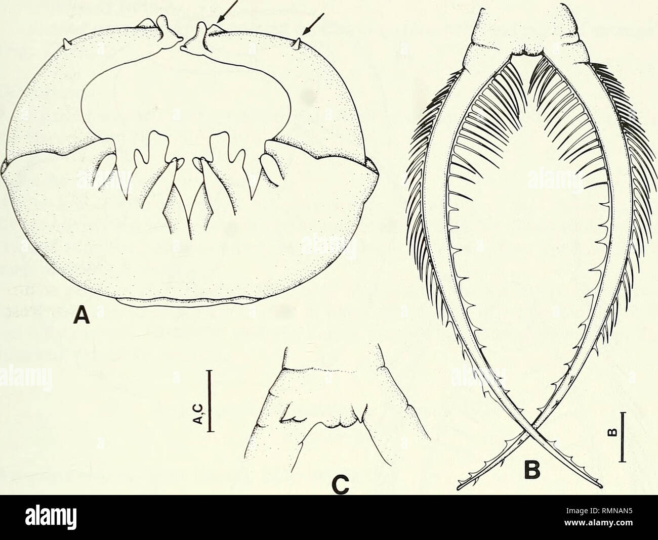 . Annals of the South African Museum = Annale van die Suid-Afrikaanse Museum. Natural history. THE GENUS BRANCHIPODOPSIS IN SOUTHERN AFRICA 341. Fig. 21. Branchipodopsis kaokoensis (BMNH 1932.2.25.42-45). A. Dorsal view of clypeus; arrows indicate projections on apical joint. B. Cercopods of male. C. Ventral view of last abdominal segment of male. Scales = 0.5 mm. Branchipodopsis karroensis Barnard, 1929 Fig. 22 Branchipodopsis karroensis Barnard, 1929: 198, fig. 5m-n. Material Syntypes. SAM-A5919, 2 6 (9.8 mm; 12.0 mm), 5 9 (9.5-12.3 mm); collected from Hoogeveld, south-west of Beaufort West, Stock Photo