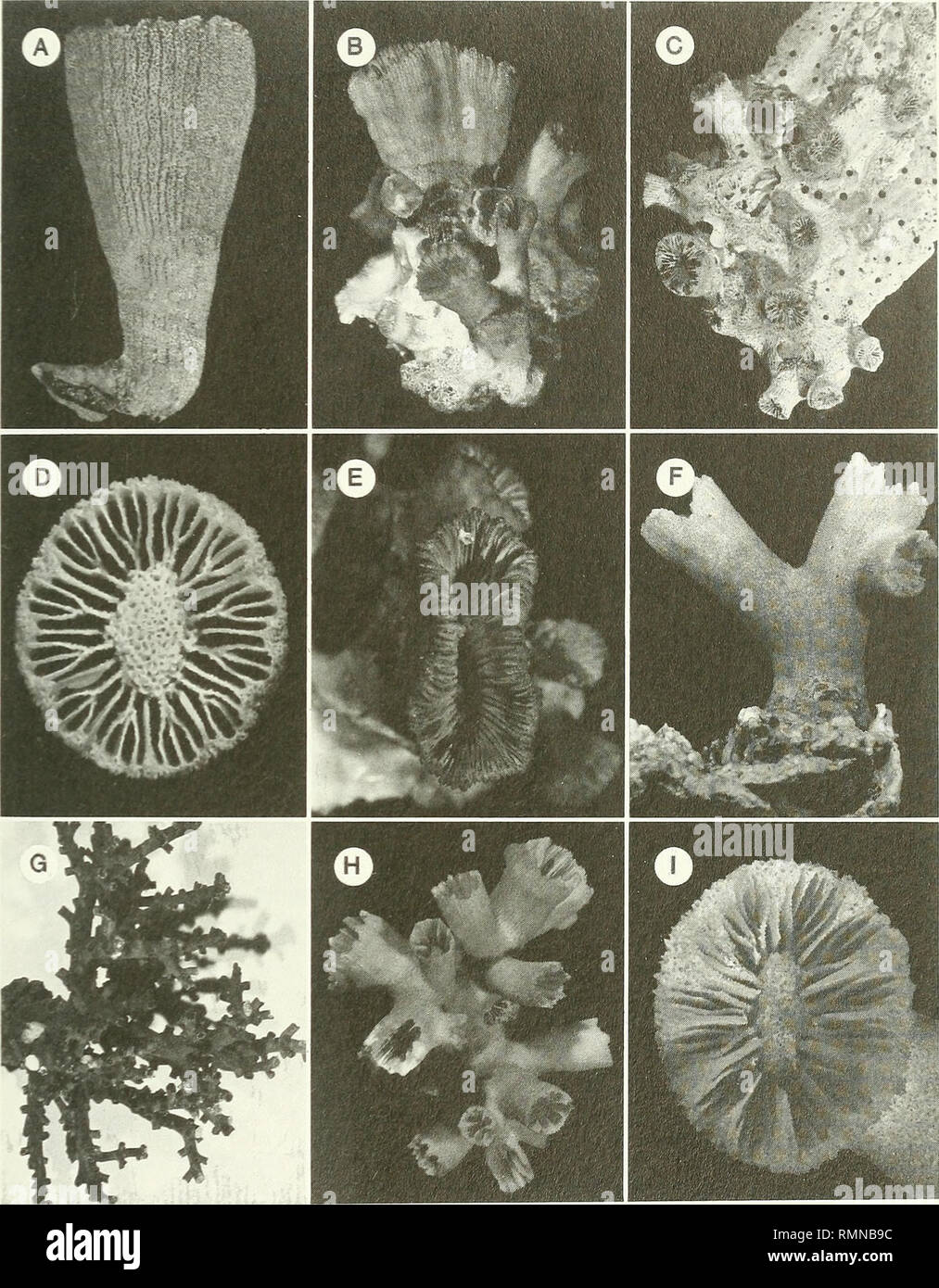 . Annals of the South African Museum = Annale van die Suid-Afrikaanse Museum. Natural history. AZOOXANTHELLATE SCLERACTINIA FROM THE SOUTH-WEST INDIAN OCEAN 283 . I '.- ?'&quot;, . !. Fig. 13. A, D. Balanophyllia diffusa, Cr. 329-15. USNM 78594, lateral and calicular views. A x 2,7, Dx3,6. B, E. Rhizopsammia compacta, MN-ZA49 (USNM 91793) lateral view of a colony and calice of largest corallite. B x 1,1, Ex 1,8. C. Rhizopsammia annae, AB-391J, USNM 91790, a small colony, x 1,4. F, I. Dendrophyllia sp. cf. D. horsti, MN-ZC11, USNM 91819, lateral view of colony and calice of a corallite. F x 1,2 Stock Photo