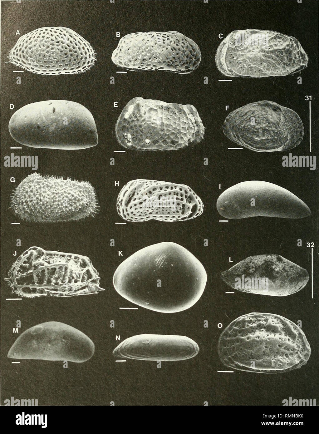 . Annals of the South African Museum = Annale van die Suid-Afrikaanse Museum. Natural history. 392 ANNALS OF THE SOUTH AFRICAN MUSEUM. Fig. 4. The most abundant ostracod species on the continental shelf off south-western Africa arranged in order of latitudinal centre of distribution (mean of all observed sites, see Figure 6). Vertical bars are degrees of latitude (S); horizontal scales = 100 fi. A = Pseudokeijella lepralioides, B = Urocythereis arcana, C = Ambostracon keeleri, D = Krithe capensis, E = Poseidonamicus panopsus, F = Buntonia bremneri, G = Henryhowella melobesioides, H = Doratocyt Stock Photo