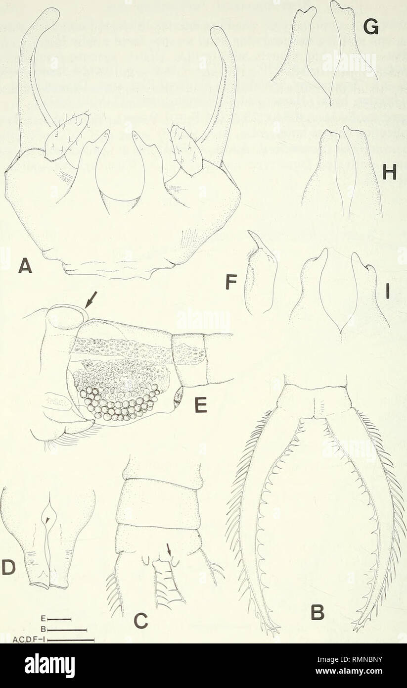 . Annals of the South African Museum = Annale van die Suid-Afrikaanse Museum. Natural history. 318 ANNALS OF THE SOUTH AFRICAN MUSEUM. Fig. 4. Branchipodopsis barnardi sp. nov. (SAM-A40840, paratype). A. Clypeus. B. Dorsal view of cercopods of male. C. Ventral view of posterior region of abdomen; arrow indicates spine. D. Ventral view of basal part of penes; arrow indicates median projection. E. Lateral view of genital segments of female showing egg sac and bulbous processes (indicated by arrow). F. Dorsal view of female antenna. G-L Basal processes of three specimens illustrating intrapopulat Stock Photo