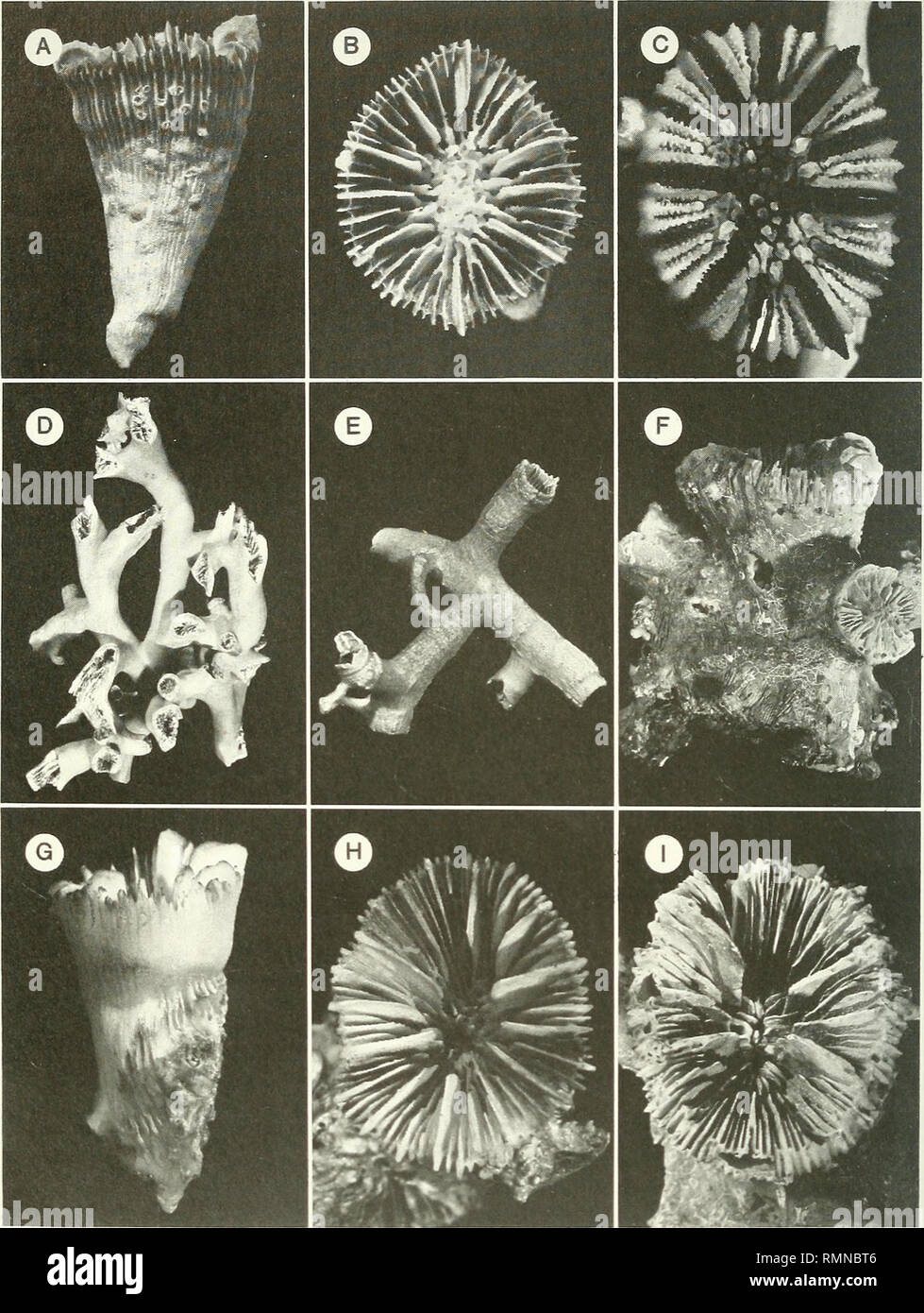 . Annals of the South African Museum = Annale van die Suid-Afrikaanse Museum. Natural history. 252 ANNALS OF THE SOUTH AFRICAN MUSEUM. Fig. 6. A-B. Asterosmilia marchadi, V-2634, IOM, lateral and calicular views. Ax 1,5, B x2,l. C. Dasmosmilia variegata, V-2644, IOM, calice. x4,7. D. Solenosmilia variabilis, MN-SM162, USNM 91690, partial colony, x 0,7. E. Goniocorella dumosa, MN-SM174, USNM 77221. x 1,6. F-I. Rhizosmilia robusta sp. nov. F, I. AB-373B (holotype), lateral and calicular views. Fx0,9, 1x1,5. G. MN-ZD7, USNM 91686, paratype illustrating exothecal roots. x2,5. H. MN-ZD5, USNM 91685 Stock Photo
