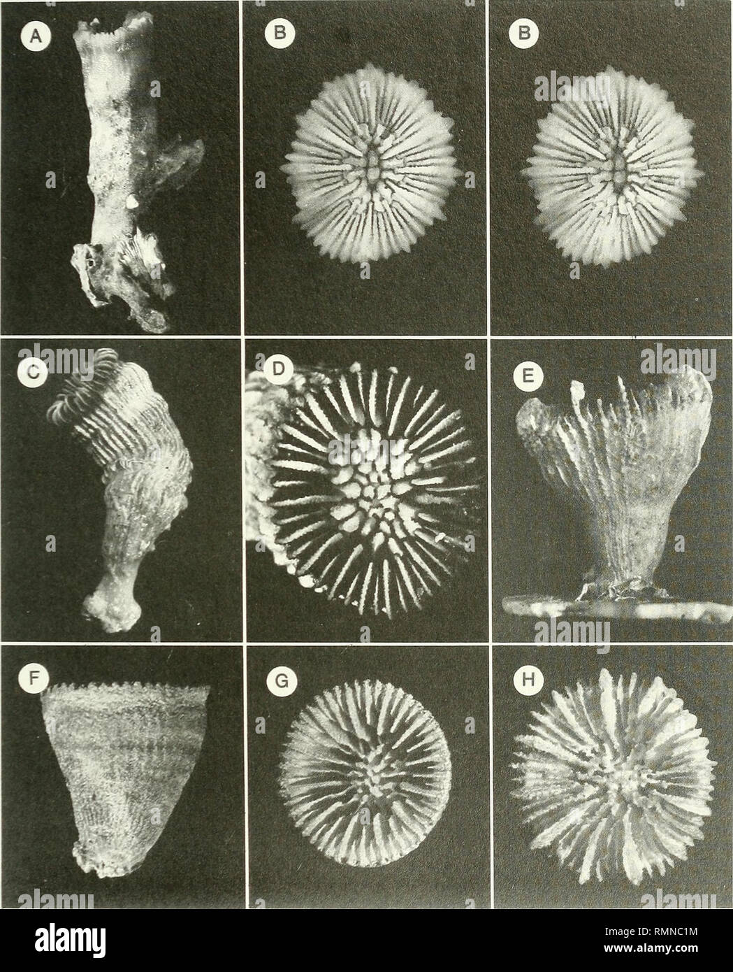 . Annals of the South African Museum = Annale van die Suid-Afrikaanse Museum. Natural history. AZOOXANTHELLATE SCLERACTINIA FROM THE SOUTH-WEST INDIAN OCEAN 239. Fig. 4. A-B. Caryophyllia elongata sp. nov., V-2716 (holotype), lateral and stereo calicular views. Ax 1,6, Bx3,9. C-D. Trochocyathus sp. A, V-2662, IOM, lateral and calicular views. Cxl,7, D x 4,5. E, H. Trochocyathus sp. cf. T. rawsonii, V-2733, USNM 91568, lateral and calicular views. E x 3,6, H x 3,3. F-G. Conotrochus brunneus, AB-365D, USNM 91556, lateral and calicular views. Fx3,5, Gx3,9.. Please note that these images are extra Stock Photo