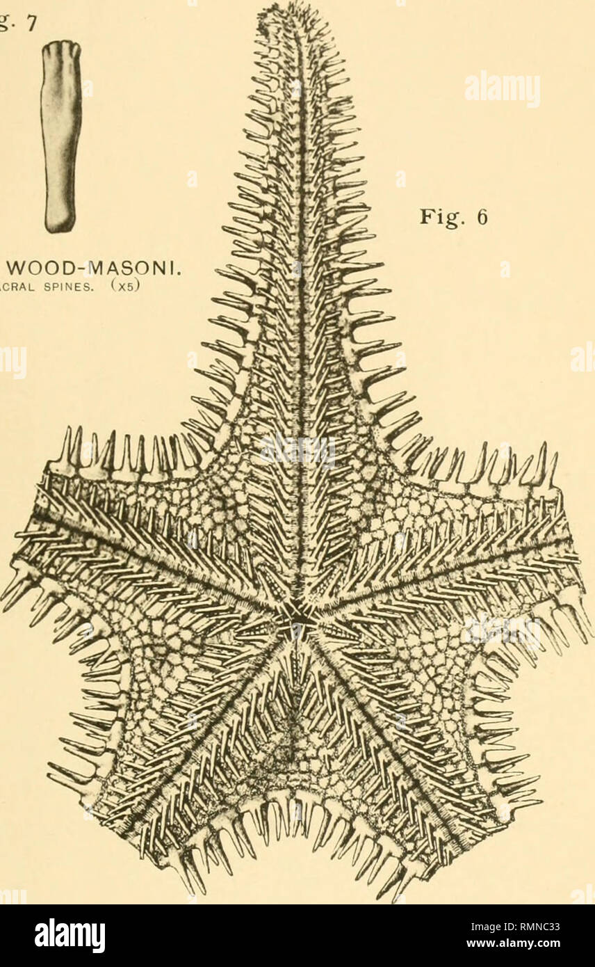 . The Annals and magazine of natural history; zoology, botany, and geology. Natural history; Zoology; Botany; Geology. A/m. &amp;' Mag. Nat. Hist. S. 6. Vol. X/., PI. VI. Fig. 7 .IPHASTER WOOD-MASONI )F THE AOAMBULACRAL SPINES. (xs) Fig. 6. MILTELIP RASTER WOOD-MASONI. ACTINAE VIEW.. Please note that these images are extracted from scanned page images that may have been digitally enhanced for readability - coloration and appearance of these illustrations may not perfectly resemble the original work.. London, Taylor and Francis, Ltd Stock Photo