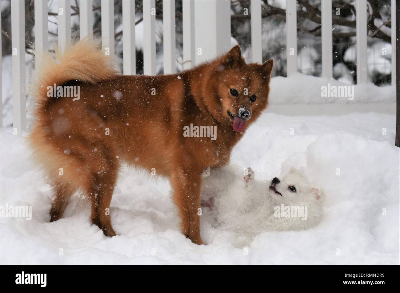 Finnish Spitz and American Eskimo played together in the snow Stock Photo