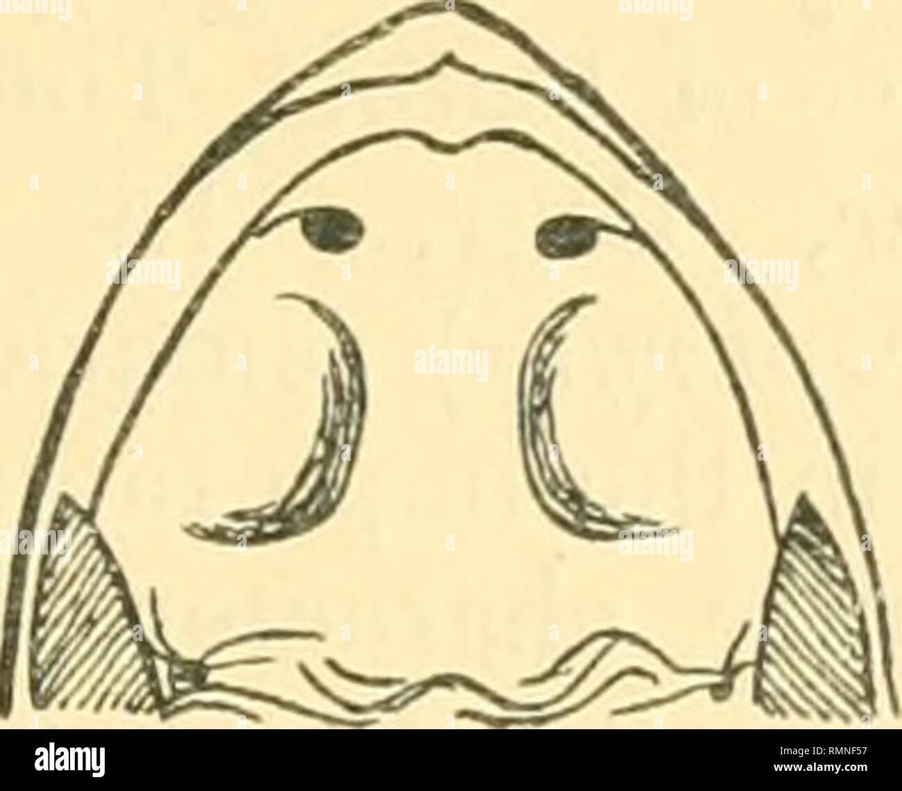 Page 3 54 P 11 High Resolution Stock Photography And Images Alamy