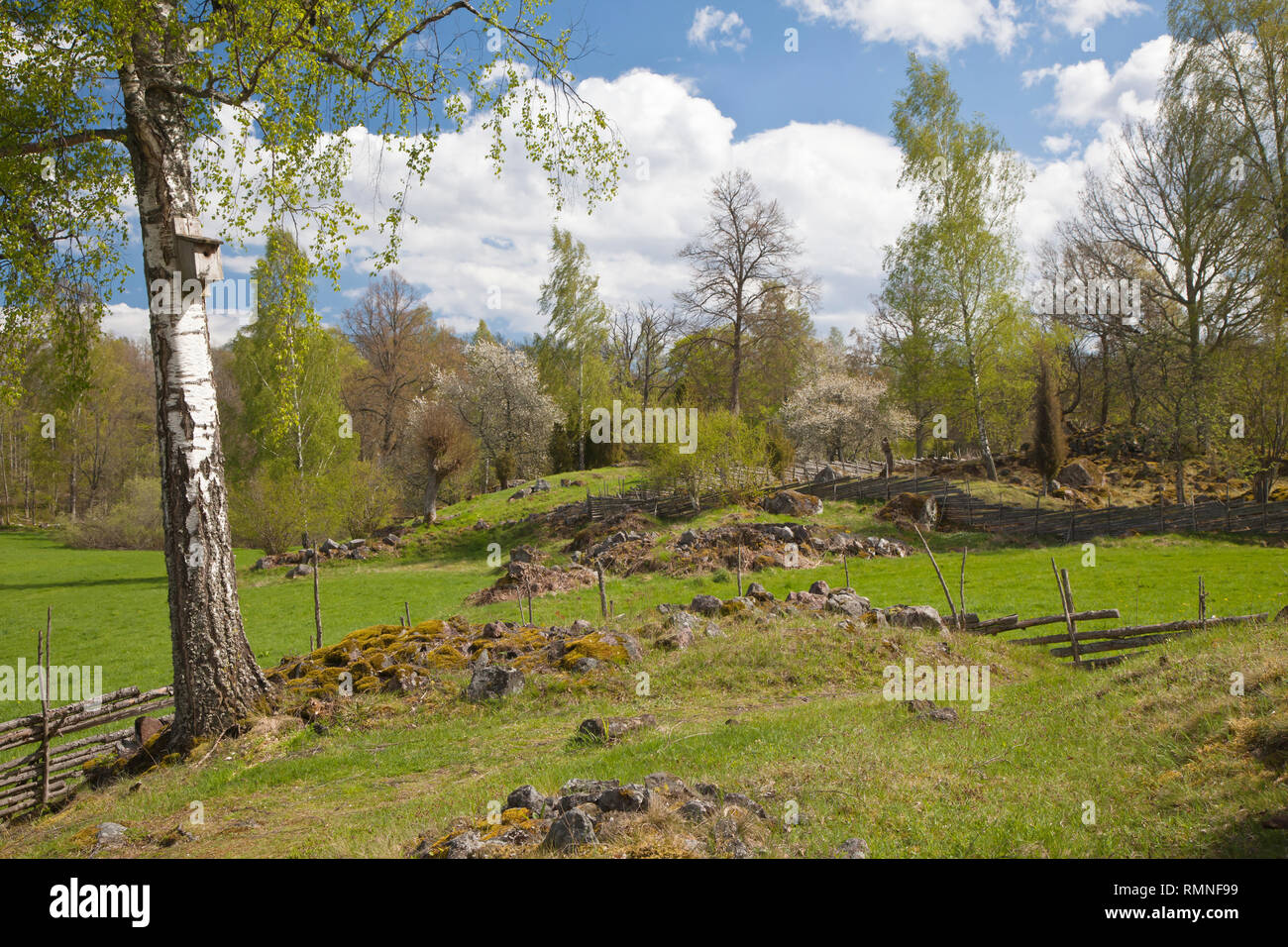 Spring landscape Stock Photo