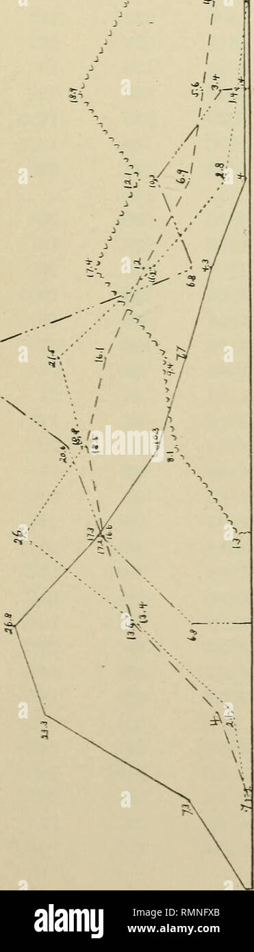 E Mucronatus High Resolution Stock Photography And Images Alamy