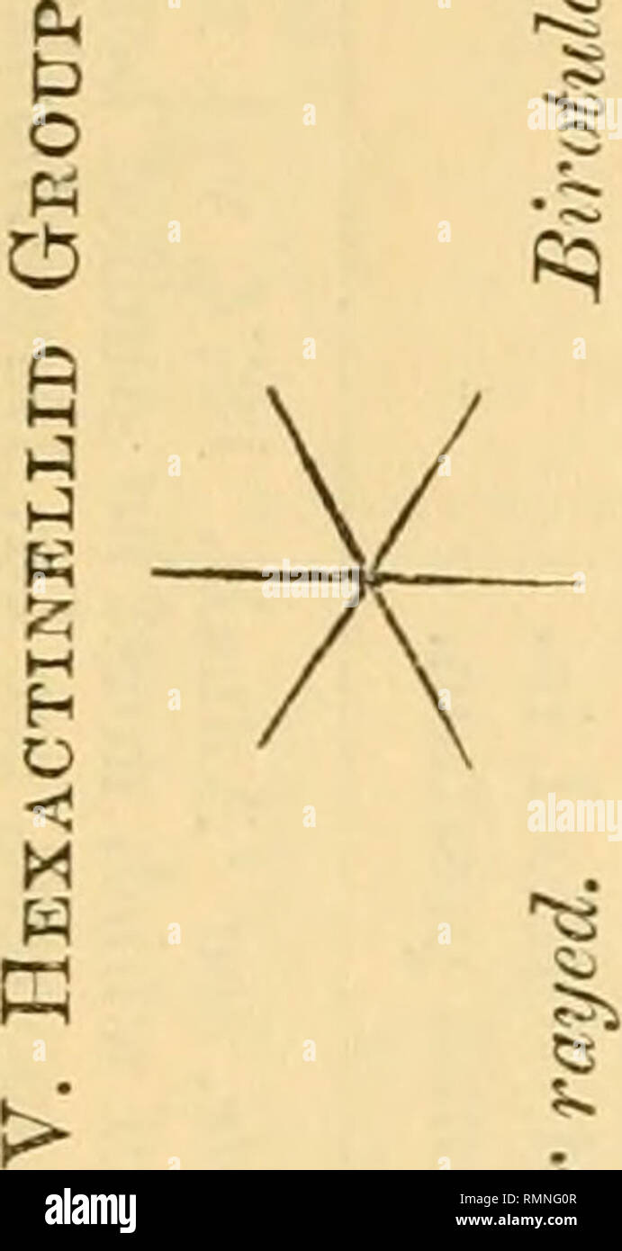 . The Annals and magazine of natural history; zoology, botany, and geology. Natural history; Zoology; Botany; Geology. 34 Mr. H. J. Carter on the Anatomy 2^ «. &amp; a &amp;3g s i ^x*». o o W ? » mi Him r/. O s s co O a&gt; a^ o=a « 0CT3 3 a ojt, o ir1 t&gt; i-h o o cd -t-&gt; •Pi. 1 CD t5 1 0 0 ,a ^ ^5 'ft-tf .2 2 « a CD co a 0 .-IVa ci c£ o A ^.s^3 •a +2 0 . 3^&gt; § b « CD - 0  5 -5 t ?-a &gt; . .5P3 o o3 cS +3 co Orj 0' ft CO - CD £ • CD r° to ^-a bo m nq T5  a a 73 P eg ,£ CO cs'a rS 3 Strai tubercl centre.. Please note that these images are extracted from scanned page images that may  Stock Photo