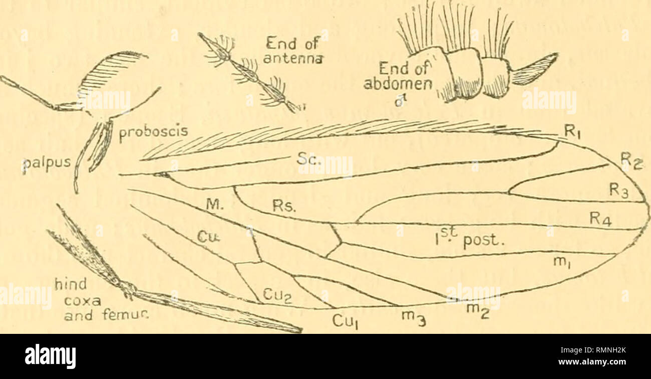 . The Annals and magazine of natural history; zoology, botany, and geology. Natural history; Zoology; Botany; Geology. 214 Mr. R. Gurney on the British Species M2 is simple; it is very faint, and the edge of. the wing is folded over at the point where a branch might be. Fig'. 2.. Eophlebotomus cmneetens, sp, n. XXVI.—The British Species of the Cupepod Genus Nitocray Boeck. By Robert Gurney, M.A. The species of the genus Nitocra, hitherto recorded as British, are—N. hibernica (Brady), N. palustris (Brady), N. palustris, var. elongata, Scott, N, simplex, Schmeil *, N. oligochcela, Giesb., and N. Stock Photo