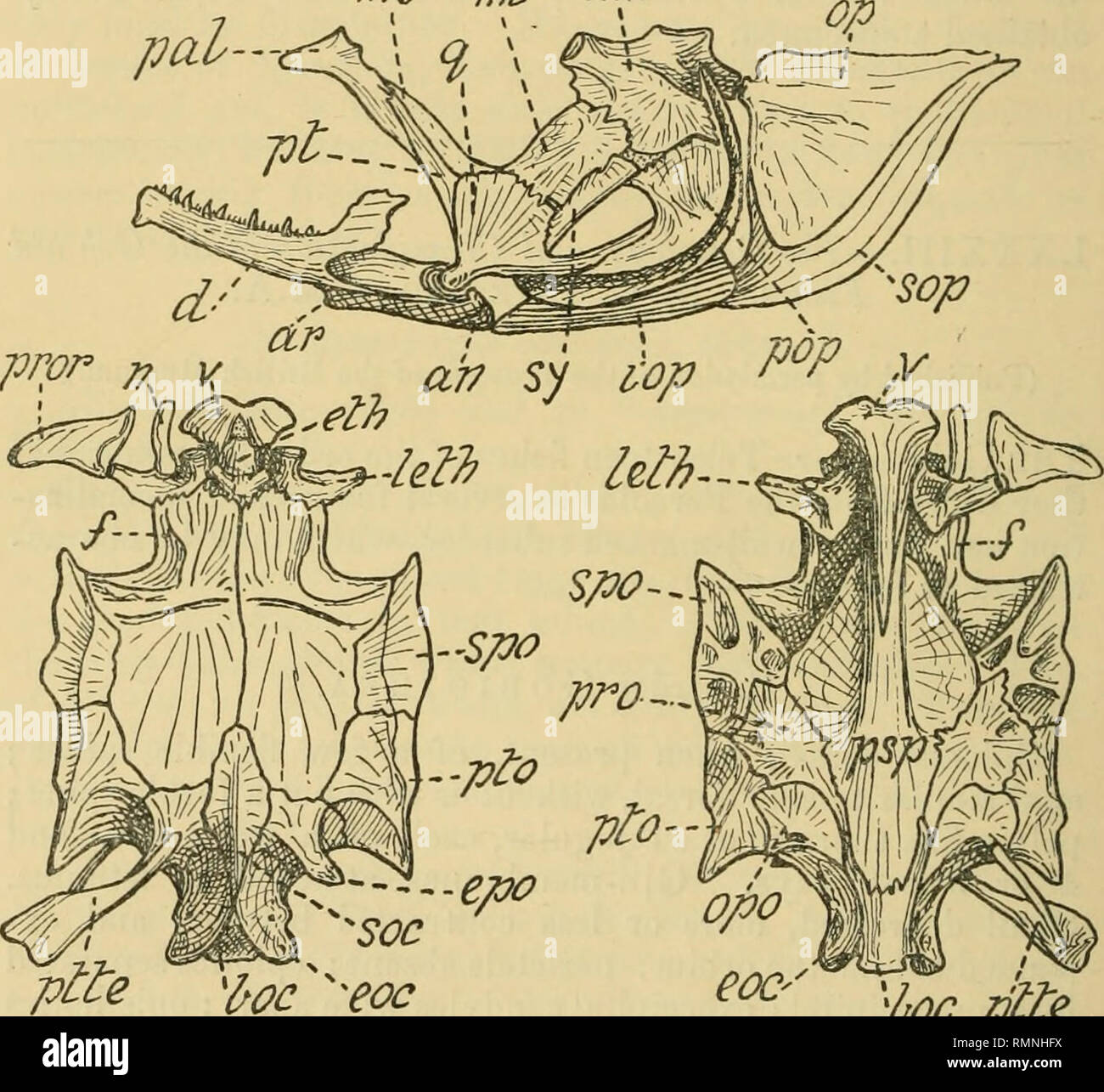 . The Annals and magazine of natural history; zoology, botany, and geology. Natural history; Zoology; Botany; Geology. 730 Mr. C. T. Recran on the Family 1. Eleotridae. Pelvic fins separate. Palatine with an asconding stem articulating directly with a lateral ethmoid apopliysis behind the origin of the maxillary process; mesopterygoid narrow, Fig. 1. mS ml ^777. ''hoc /^ile Eleotris marmorata. Lower jaw, hyo-palatiue and opercular bones, and skull seen from above and from below. d, dentary ; ar, articulare ; an, angulare ; pal, palatine ; j)t, pterygoid ; ins, mesoptervgoid; int, metapterygoid Stock Photo