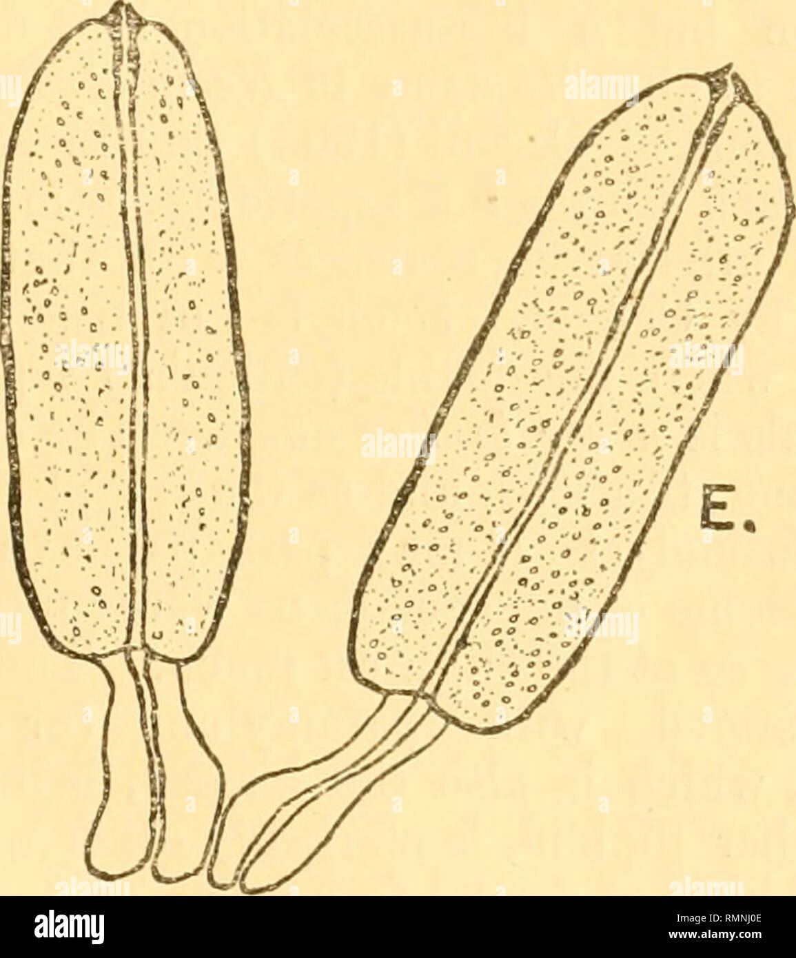. The Annals and magazine of natural history; zoology, botany, and geology. Natural history; Zoology; Botany; Geology. Pleurocystis cue*noti, Hesse. 259 inadequate figure. In Monocystis agilis and other species the application of the conjugants is polar or &quot; end-to-end &quot; (fig. 2). Since the parasites are attached to the seminal tunnels of the hosts permanently, as all agree (and they do not become detached post mortem), it is the close proximity of the individuals to one another which determines then- association into diploids inter se, which must therefore of necessity be longitudin Stock Photo
