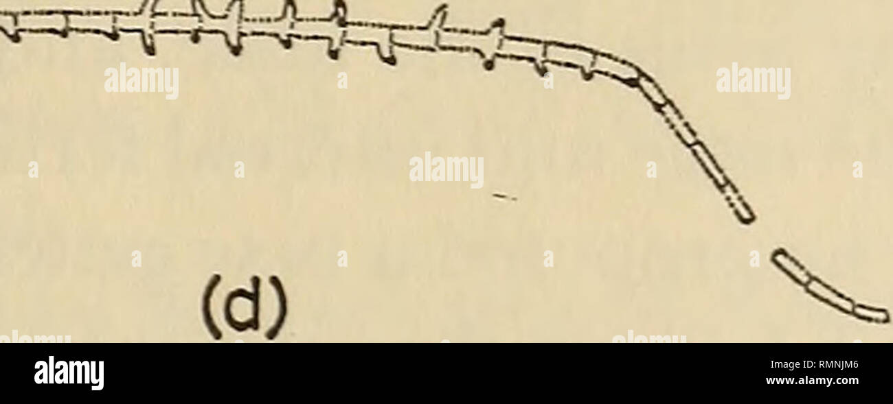 . Annals of the South African Museum = Annale van die Suid-Afrikaanse Museum. Natural history. (0 ^#^F#-=^t. Fig. 26. Clinus (Clinus) woodi: (a) Lateral view, female, 112 mm, Xora Mouth, July 1962, R.U.C.; (b) Head pore system; (c) Intromittent organ of male; (d) Lateral line. Genus pavoclinus Smith, 1945 Cristiceps non Valenciennes, Gilchrist &amp; Thompson, 1908: 138 (type-species Cristiceps australis Valenciennes in Cuvier &amp; Valenciennes, by monotypy). Pavoclinus Smith, 1945: 545 (type-species Clinus pavo Gilchrist &amp; Thompson, by original designa- tion) . Labroclinus Smith, 1945: 54 Stock Photo