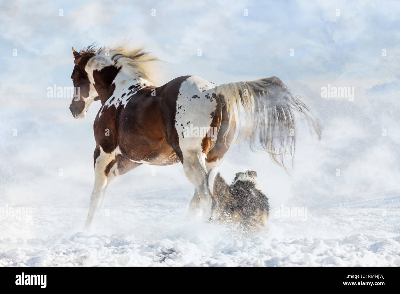 Olenas Valentine, American Paint Horse with dog in snowy day in winter