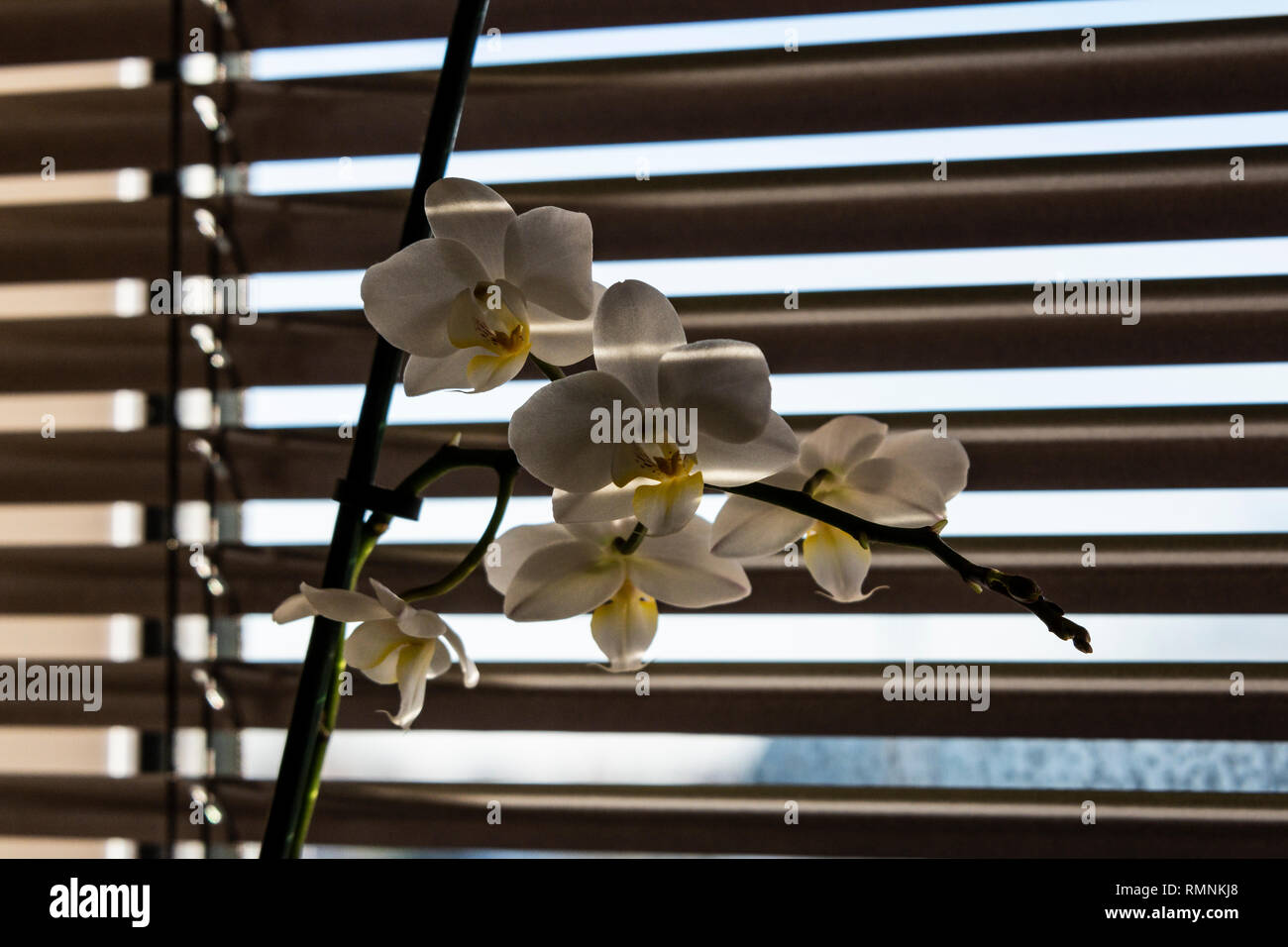 The flowers of a moth orchid (Phalaenopsis) in front blinds on window Stock Photo