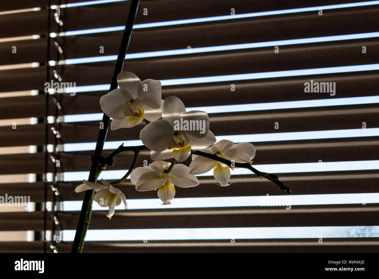 The flowers of a moth orchid (Phalaenopsis) in front blinds on window Stock Photo