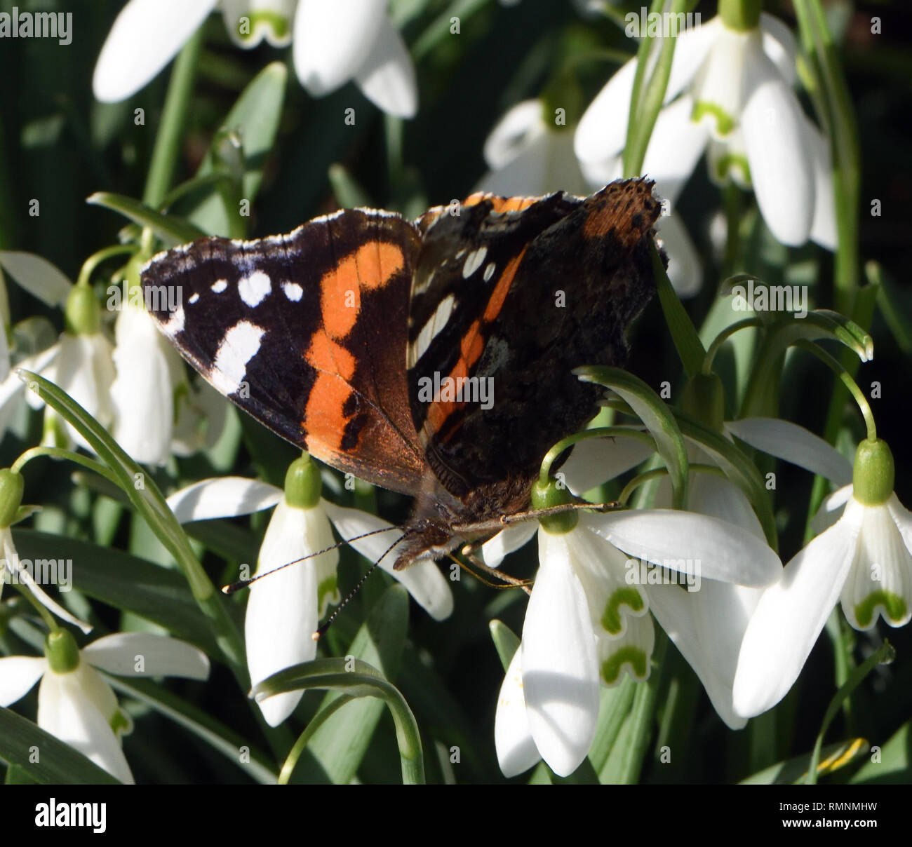 Red admiral butterfly uk winter hires stock photography and images Alamy