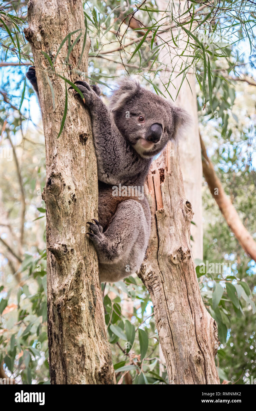 South australian koala hi-res stock photography and images - Alamy