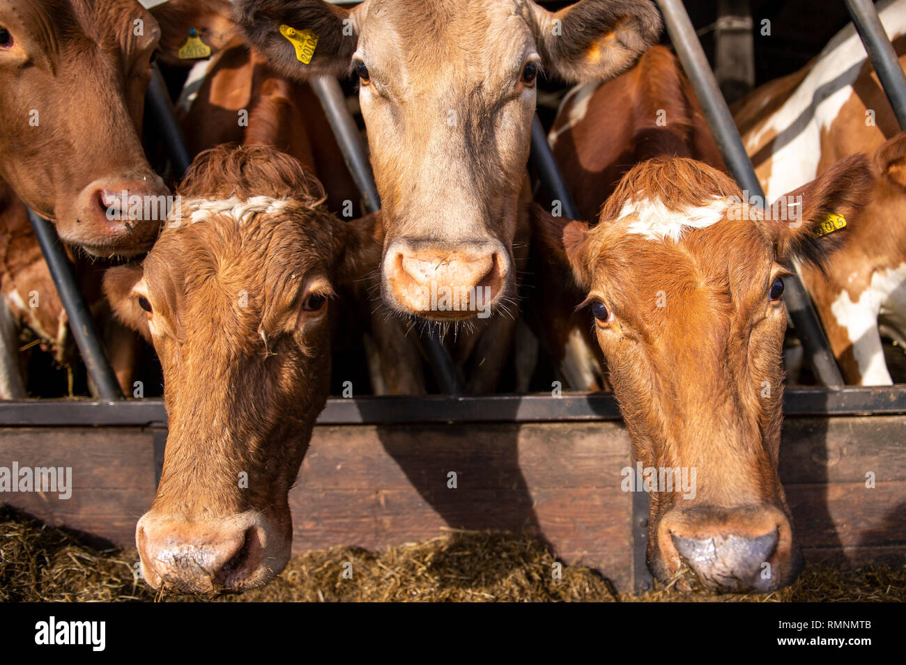 Guernsey Calves High Resolution Stock Photography and Images - Alamy