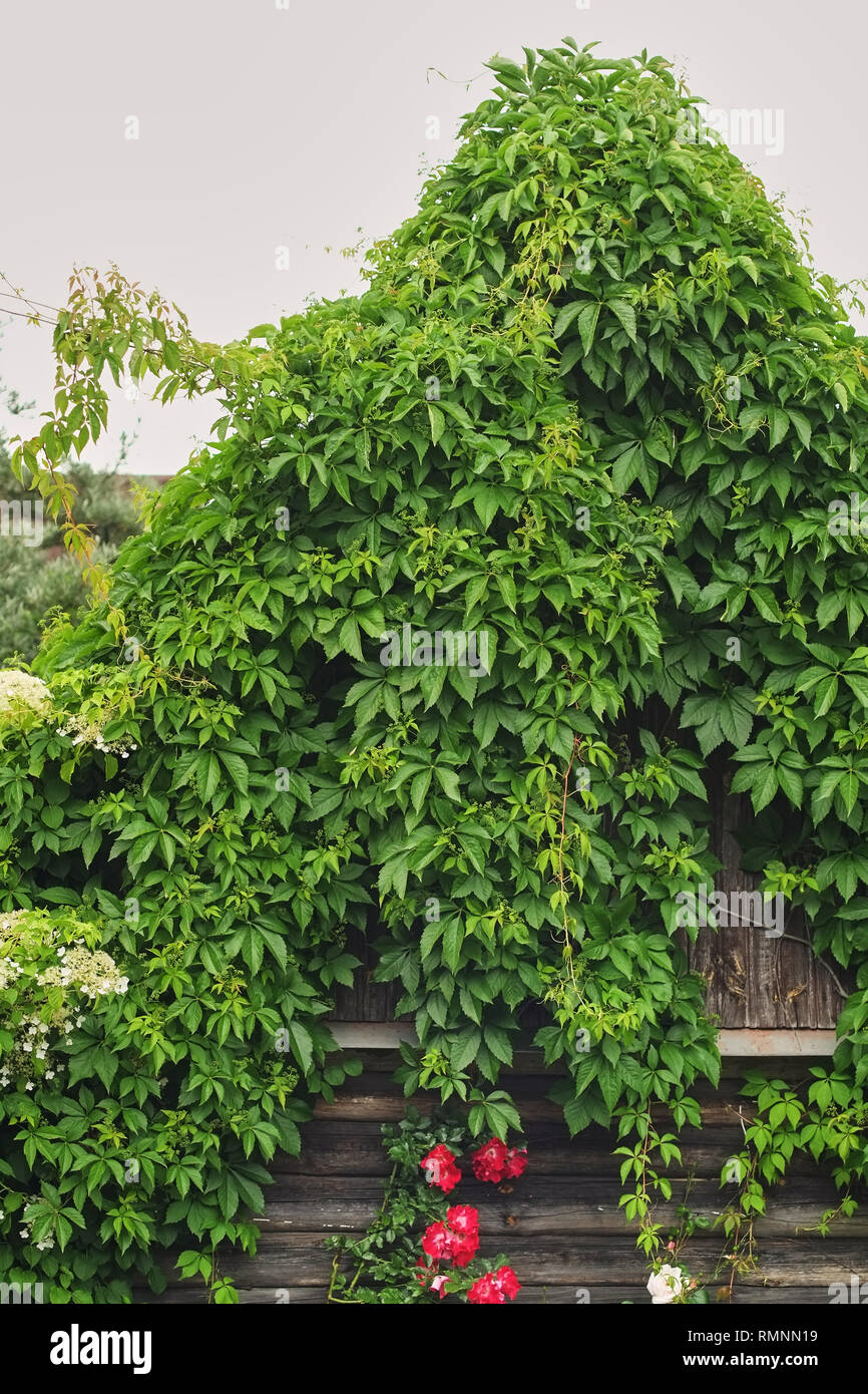 Overgrown ivy tree climbing hi-res stock photography and images - Alamy