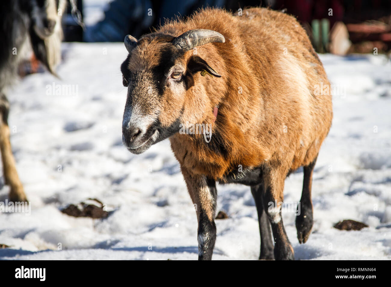 Cameroon sheep (ovis aries) on a free range farm in the winter Stock Photo