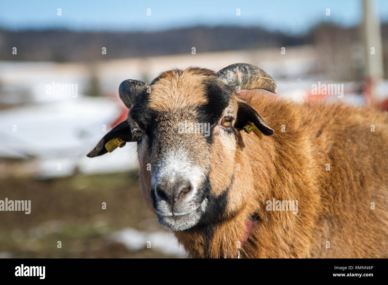 Cameroon sheep (ovis aries) on a free range farm in the winter Stock Photo