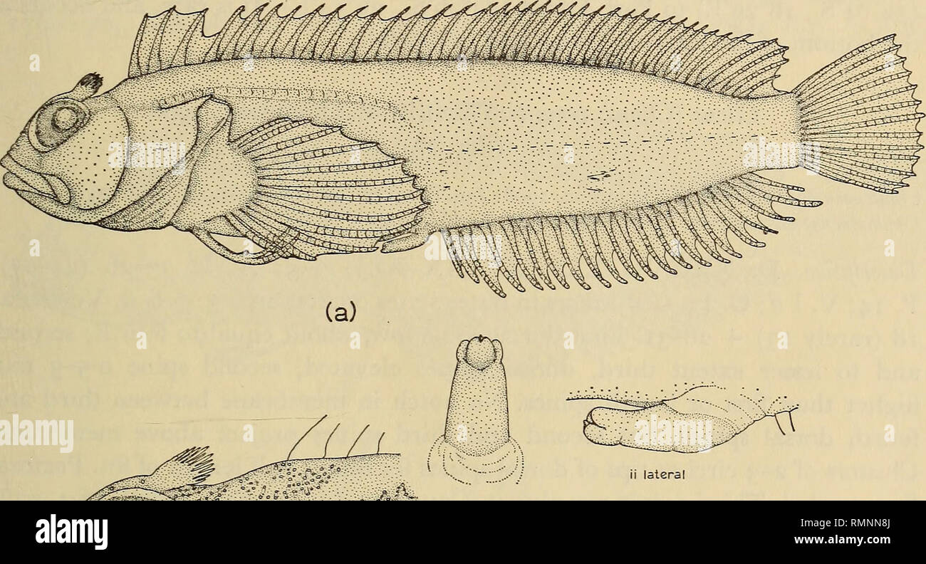 . Annals of the South African Museum = Annale van die Suid-Afrikaanse Museum. Natural history. THE SYSTEMATICS OF THE FISHES OF THE FAMILY CLINIDAE 63 (fig. 24(b)). Intromittent organ of male with fairly long basal portion; pair of crescentic dorsal lips and pair of rounded, confluent ventral lips ensheathing slender tip (fig. 24(c)). Colouring. Ground colour in the fresh specimens examined pale green or yellow, with about seven heavy dark brown cross-bars; head mottled with lilac. Fins orange-tipped. Plain yellow preserved in alcohol. Location of type material. South African Museum, Cape Town Stock Photo