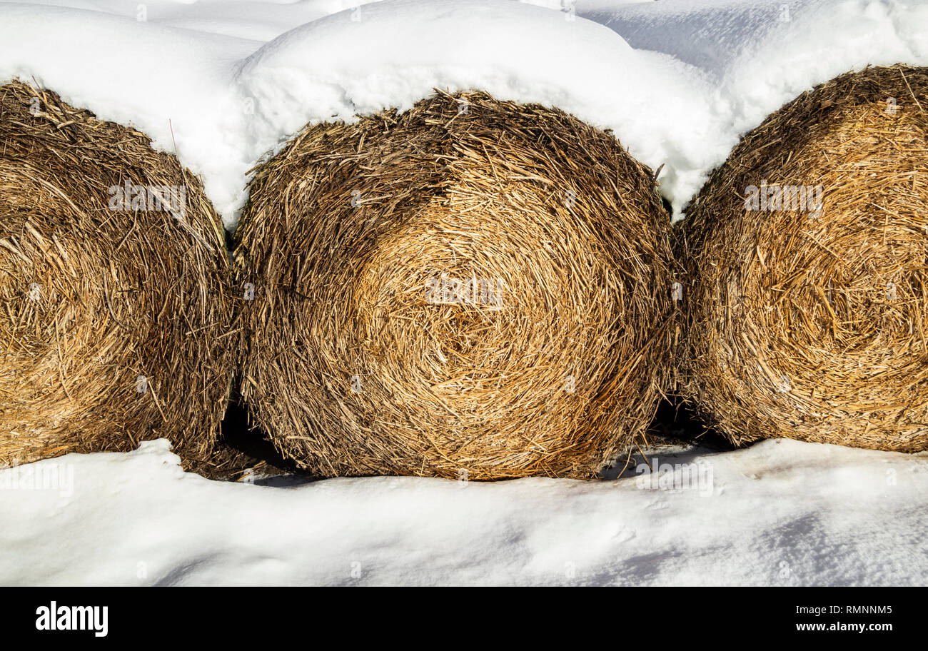 Winter silage bales covered in snow on farm in UK. Stock Photo