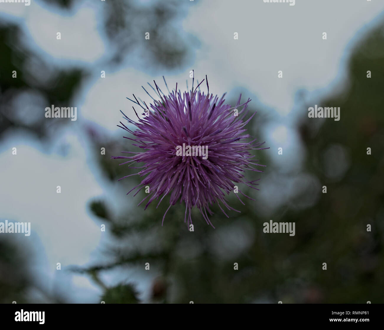 Purple knapweed Flower blooming with sky and tree in background Stock Photo